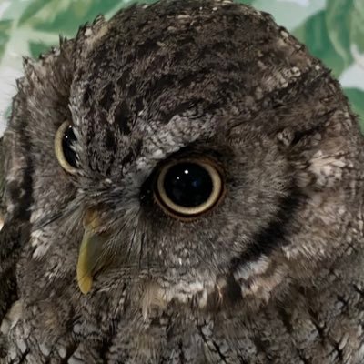 simatomotuba's profile picture. ほぼ見る専用垢です(*´꒳`*) 主に、arcaneのsilco,龍が如く、金カム、絵師さん、筋トレ垢が好きです。好きなものには、いいねしまくります٩( 'ω' )و成人s59