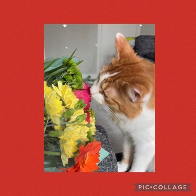 Pumpkin081021's profile picture. Hi I’m Pumpkin aka Mr Pumpypants and other stoopid names mombski gives me 😹😹I’ve a little sister called Jinx 🥰