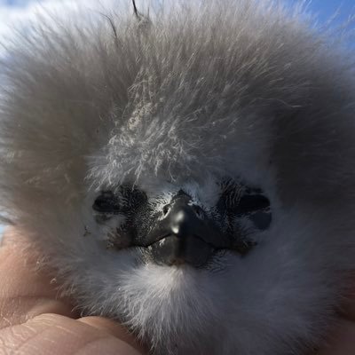 Seabird ecologist | Associate Professor @UMREntropie @Univ_Reunion #tracking #biologging #spatial_analysis