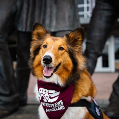 Patriot Paws of Aggieland is a student organization at Texas A&M University dedicated to training and raising service dogs for veterans in need .
