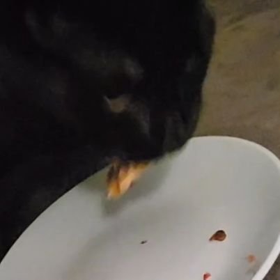 Katsu_4884's profile picture. Any pronouns ||
This account is pretty much just for me to be a dumbass lmao