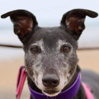 Oscar & Ruby 🐾 Daragh 🌈 Coco 🌈 (@daragh_coco) 's Twitter Profile