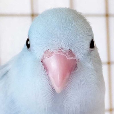 ささみ🐣𓋴𓄿𓋴𓄿𓅓𓇌さんのプロフィール画像