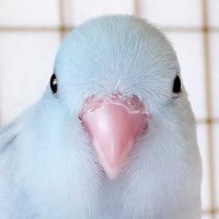 ささみ🐣𓋴𓄿𓋴𓄿𓅓𓇌(@kiirosiro) 's Twitter Profile Photo