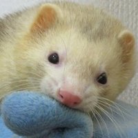 fwrret (@fw_r3_t) 's Twitter Profile
