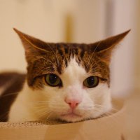 Xinning Gui (@xinninggui) 's Twitter Profile