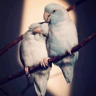 bwjbr3529164452's profile picture. انا رجل ابحث عن الجنس