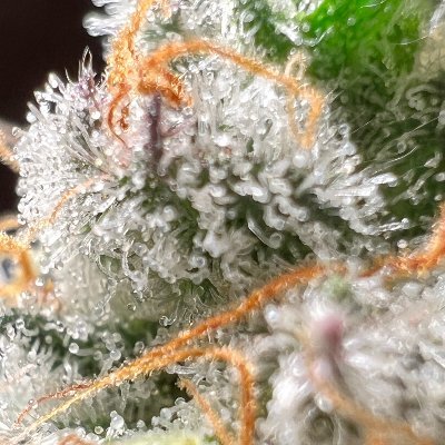 CSC23 #Ludwigsburg i.G. Legaler Zugang zu hochwertigen Cannabisprodukten: Blüten, Extrakten und Ölen für unsere Mitglieder. #weedmob #Anbau