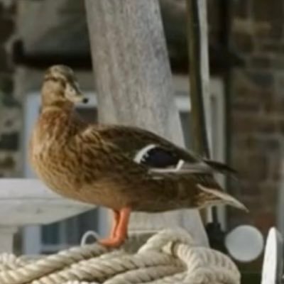 A little grey duck resident from Shipton Abbott (Rp/ #beyondparadise Fan acc) 🦆