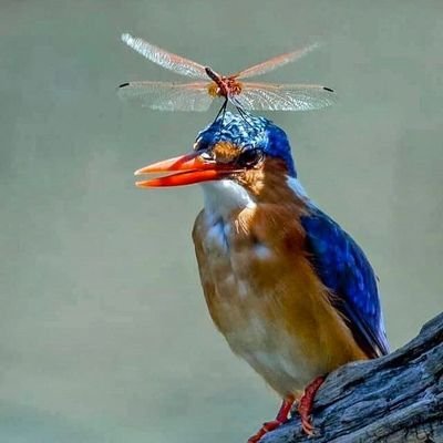 😀🙃 Suspended....😢 we go again🦾 my new favourite phrase is jackass😁
look at you? why are you here.. did I annoy you? its probably bcuz ur chatting shit🥲