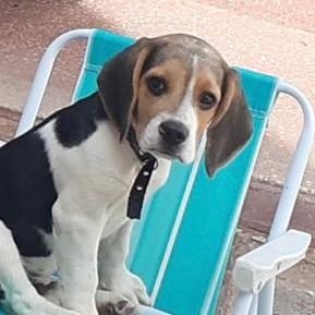 GustavoAguerre1's profile picture. 