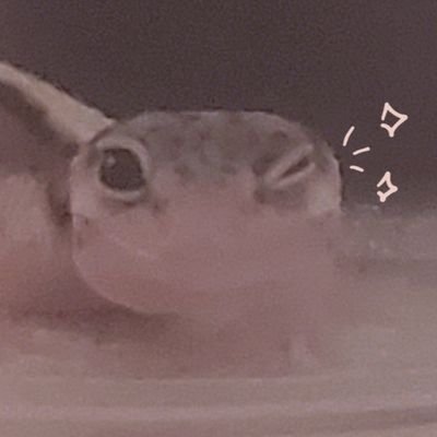 shuさんのプロフィール画像