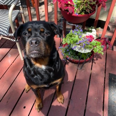 Female pure bred Rottweiler born on 9/13/2020 @eliandolive