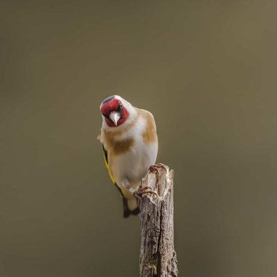 WildBirdsUK's profile picture. Wild birds UK