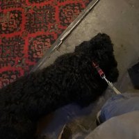 Murphy (@ndrwmurphy) 's Twitter Profile