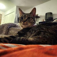 mocha caramel (tiny type) (@mochacaramellee) 's Twitter Profile