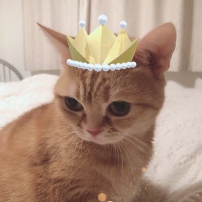 anpykao913's profile picture. 3,000以上のfollowerさんがいたアカウントがハッキングで消えてしまったので改めてよろしくお願いします。アビー1/31に虹の橋を渡りました。応援していただきありがとうございました🙇‍♀️ #猫好きさんと繋がりたい https://t.co/gjWm2hoE5f