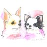 hina_uta777's profile picture. 🐾姉妹チワワのヒナ＆ウタです🐶💕 のんびり日常と「多頭飼いあるある」発信中📸 ゆるっと見守ってくださいね🌸 💌Instagram▶︎ @hina_utagram（22,000人フォロワー✨）