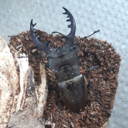 hitbit365's profile picture. カブクワ飼いのよしなしごと