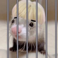 ferret in jail(@hynebuns) 's Twitter Profile Photo