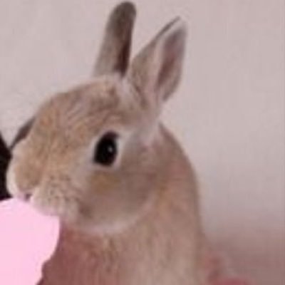bunny in heat ~ 22 ⋆ she/they/it/fae ⋆ mdni, age in bio 2 follow ⋆ I sell ⋆ $5 dm fee ⋆ @momfvckr’s kid !!!! ⋆ https://t.co/rlhxKSt3UZ