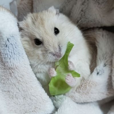 あおいゆかさんのプロフィール画像