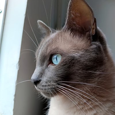 Leonardojlbm's profile picture. «Lo que sabemos es una gota de agua; lo que ignoramos es el océano».