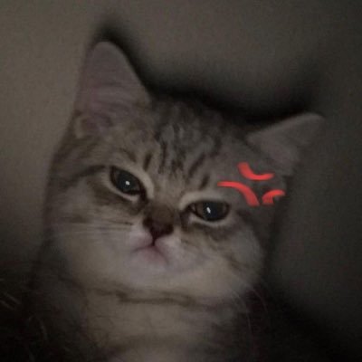 llaavdl's profile picture. enigma