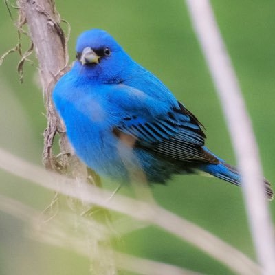 song birds from all over the US