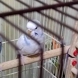 mayoiinco's profile picture. 