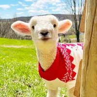 もふり🐑 (@_photo_healing) 's Twitter Profile Photo もふり🐑 (@_photo_healing) 's Twitter Profile Photo