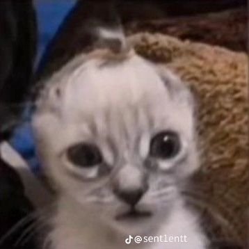 ManiaASCさんのプロフィール画像