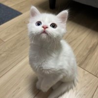 しろねこゆきみちゃん (@yukimi_22753) 's Twitter Profile