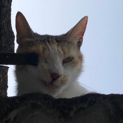 Chi干干さんのプロフィール画像