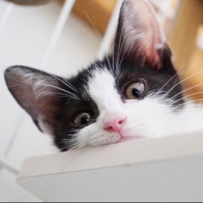 はるきげにあさんのプロフィール画像