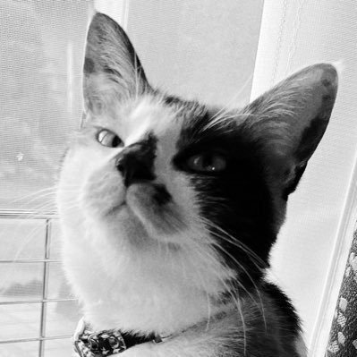 haru__ichi's profile picture. 