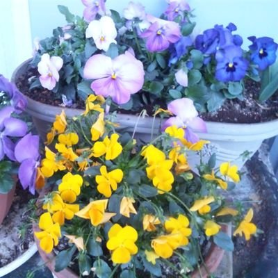 🌻料理、音楽、ゴスペラーズ(家の近所でラジオの公開録画で歌いに来てた5人を見たのが始まり😀好きなアルバムはD9 初讃歌はG10😃武道館のバックステージ)🌻