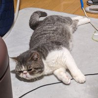大福太郎 (@53daifukutaro) 's Twitter Profile