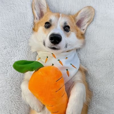 Welcome to #Corgi lover community we share daily @Corgi_loverr contents follow us if you really love love corgi to visit our store.