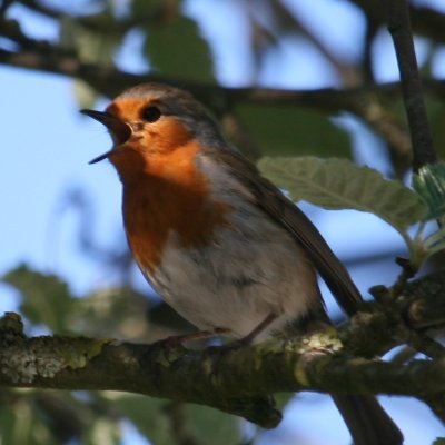Stadsvogeladviseur namens de Vogelbescherming voor regio Hilversum. Tweet over vogels, natuur, landschappen en groene politiek. Persoonlijke pagina @rolf_bruijn