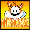 Antracnose(@Blog_Antracnose) 's Twitter Profile Photo