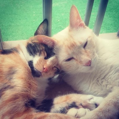 de_felinos's profile picture. Porque cuidar de tu gato es amarlo, todo lo que necesitas saber en un solo lugar  
https://t.co/dGY9mBc0S1