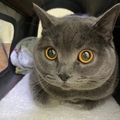 ✨ ꪖꪀᧁꫀꪶ ✨さんのプロフィール画像