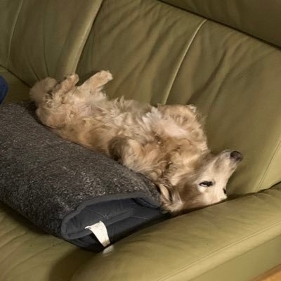 gripo_gasshy's profile picture. シーバス…釣れない… 2023.4.9チニング開始！絶賛練習中🎣無言フォロー失礼します( ˇωˇ )