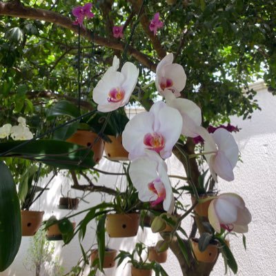 nisevivalavida's profile picture. 