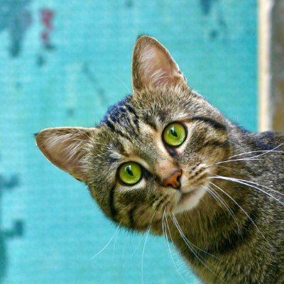 serpalentino's profile picture. Un chiguito corito se escolingaba por el arambol 🐈