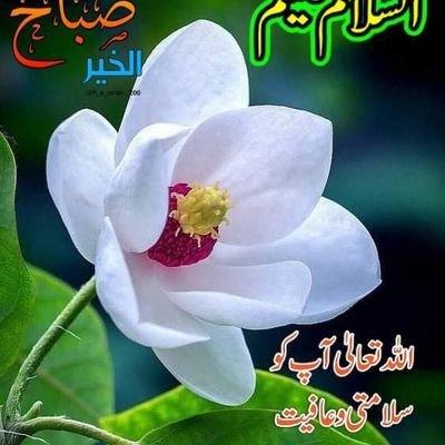 Aaa492474711826's profile picture. 