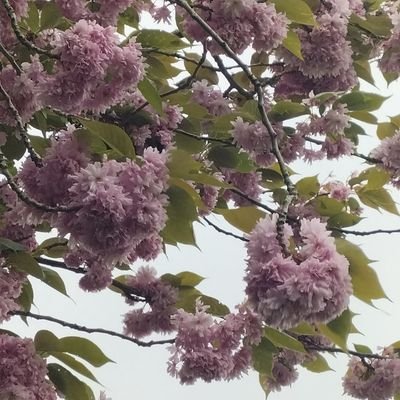 SallyOGray's profile picture. ❤GB👻🚫 /❤80's-90's era movies/dark humour/mama #autism/fanfictions/Books/second breakfast is alright