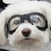 WhiteBichon (@Glanduchon) Twitter profile photo