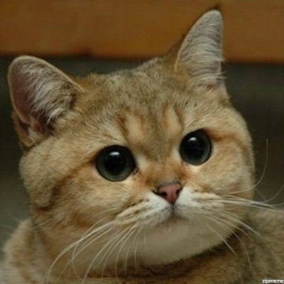 Naxika122911's profile picture. 